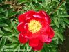 Sell Chinese herbaceous peony