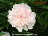Sell Chinese pink peony