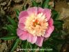 Sell Chinese multi-colored peony