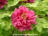 Sell Chinese double pinkish red tree peony( paeonia suffruticosa)