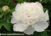 Sell varieties of chinese tree peonies