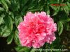 Sell Chinese paeonia lactiflora( peony)