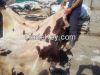offer raw wet salted cattle hides
