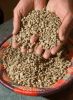 Export Coffee Beans | Arabica Coffee Beans Suppliers | Robusta Coffee Beans Exporters | Coffee Bean Traders | Wholesale Instant Coffee | Buy Coffee Beans | Bulk Coffee Bean | Green Coffee Bean Buyer | Low Price Roasted Coffee Bean | Import Coffee Bean | C