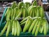 Sell FRESH GREEN BANANA