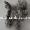 Sell curled horse hair for sofa