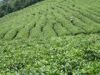 sell Green Tea Extract tea polyphenols