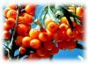 Sell Seabuckthorn Pulp Oil