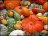 Sell Pumpkin Seed Oil