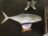 GIANT TREVALLY