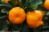Sell A class Nanfeng honey orange