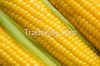 Yellow Corn