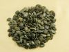 Sell Pumpkin Seed Kernel