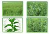 Sell Stevia extract&Stevioside