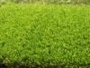 Sell beautiful artificial grass for garden