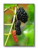 Mulberry Extract 10% Anthocyanidins