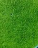 Sell natural carpet grass