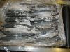 FROZEN MACKEREL FISH