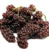 Top Quality 100% Pure Natural Grapes