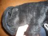 Sell Double Face Sheep/Lamb Leather Scraps