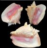 We Sell Queen Conch Shells