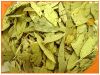 Stock of Senna Leaves, Origin: India