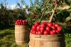 Sell pesticide free apples