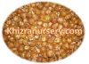 Soap nut Shells, Soapnut Powder, Soapnut seeds