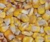 Maize | Maize Exporter | Corn Grain Seller | Maize Buyer | Bulk Maize Grain Importer | Corn bean Buyer | Corn bean Wholesaler | Corn Grain Manufacturer | Best Quality Corn Grain | Cheap Maize Supplier | Low Price Corn | Yellow Corn | White Cron | Baby Mai