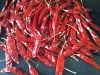 I AM EXPORT AND SUPPLY RED CHILLI FROM GUNTUR