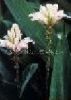 Sell Psoralea corylifolia Extract