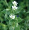 Chickweed extract