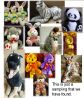 Plush Toys urgent sale