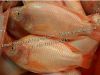 Sell China Frozen Red Pomfret Fish / Red pacu (Piaractus brachypomus,