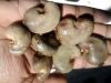 Sell Raw Cashew Nut