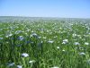 Pure Natural Flax Seed Extract /SDG