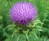 Sell Milk Thistle Extract