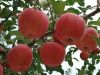 Sell Chinese fresh red fuji apple