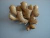 Sell chinese fresh ginger