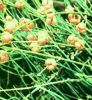 Ephedra Extract