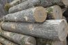 Sell Hardwood Logs Veener