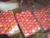Sell Gala/Huaniu/Fuji apple best quality and price