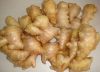 Sell Fresh Ginger/air Dried Ginger To Eu Quality