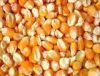 Maize | Maize Exporter | Corn Grain Seller | Maize Buyer | Bulk Maize Grain Importer | Corn bean Buyer | Corn bean Wholesaler | Corn Grain Manufacturer | Best Quality Corn Grain | Cheap Maize Supplier | Low Price Corn | Yellow Corn | White Cron | Baby Mai