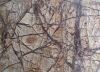 Antique Brown Forest Marble