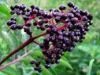 Sell Elderberry Extract