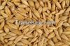 Feed barley. Yellow  corn, Soy beans, Soybean meal, 