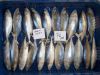 Sell Frozen Indian Mackerel