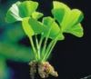 Sell Ginkgo Biloba P . E .