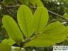 Sell Engelhartia Leaf extract